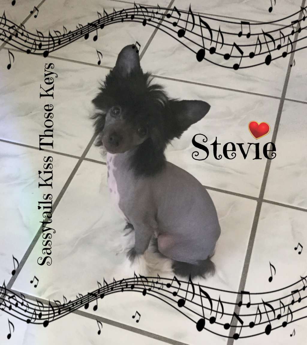 Sassytails Kiss Those Keys