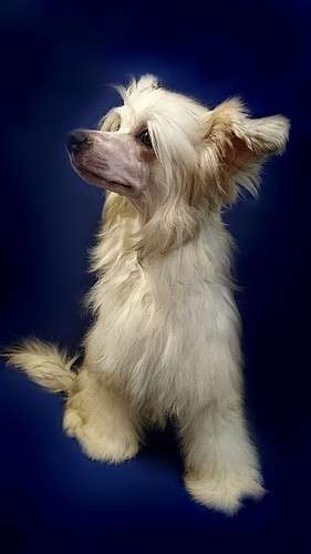 Fain Gold Lakki Star