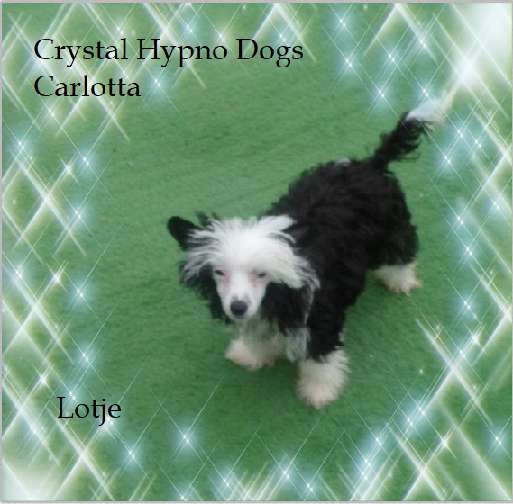 Crystal Hypno Dogs Carlotta