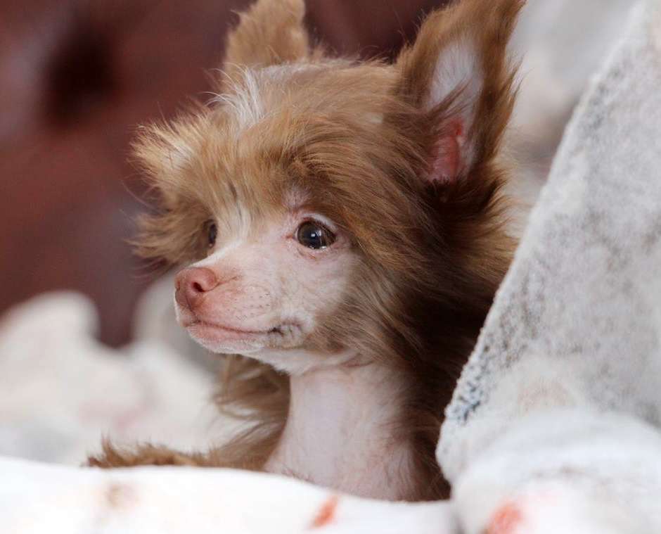 Ovatii Hot Chocolate