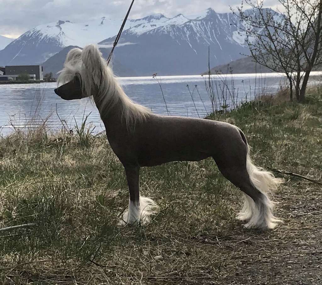 Zanevi's Kiss Me Grace