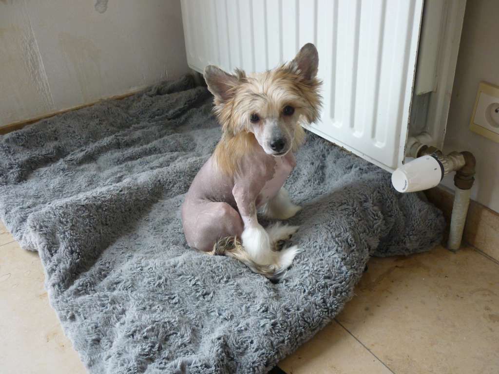 Quyara of the loving dols