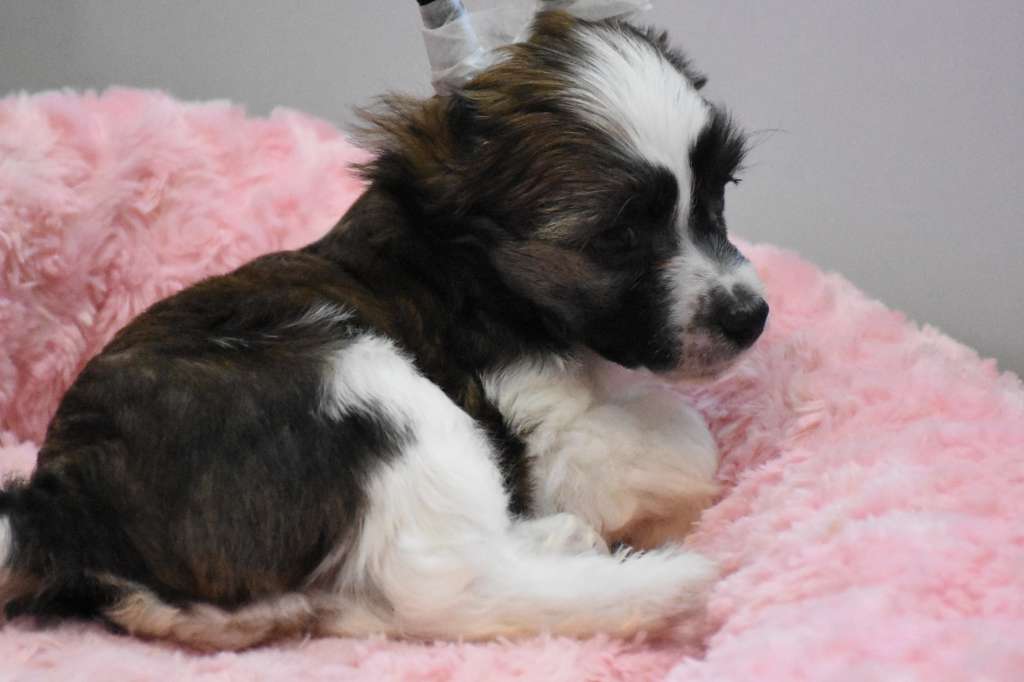 Quamal of the loving dols