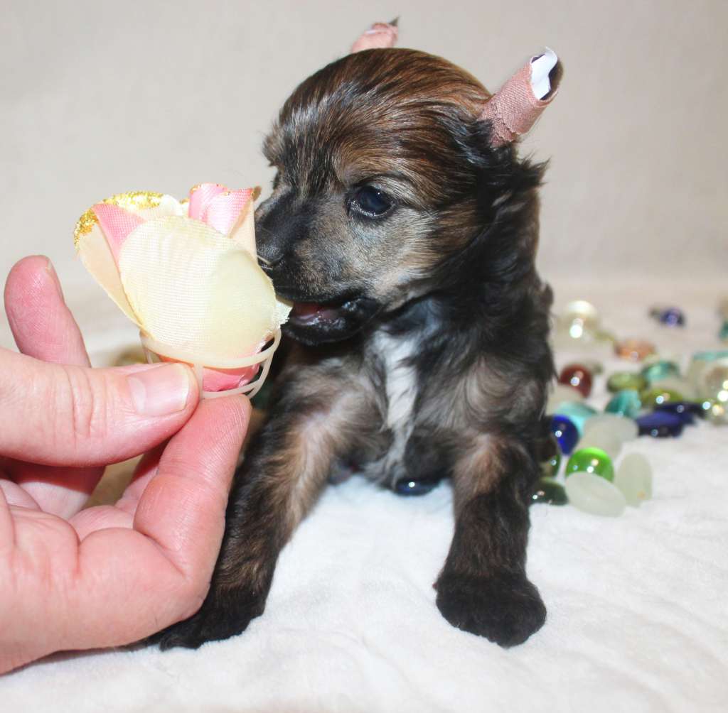 Charuyuschiy Soblazn Shain Orange melody