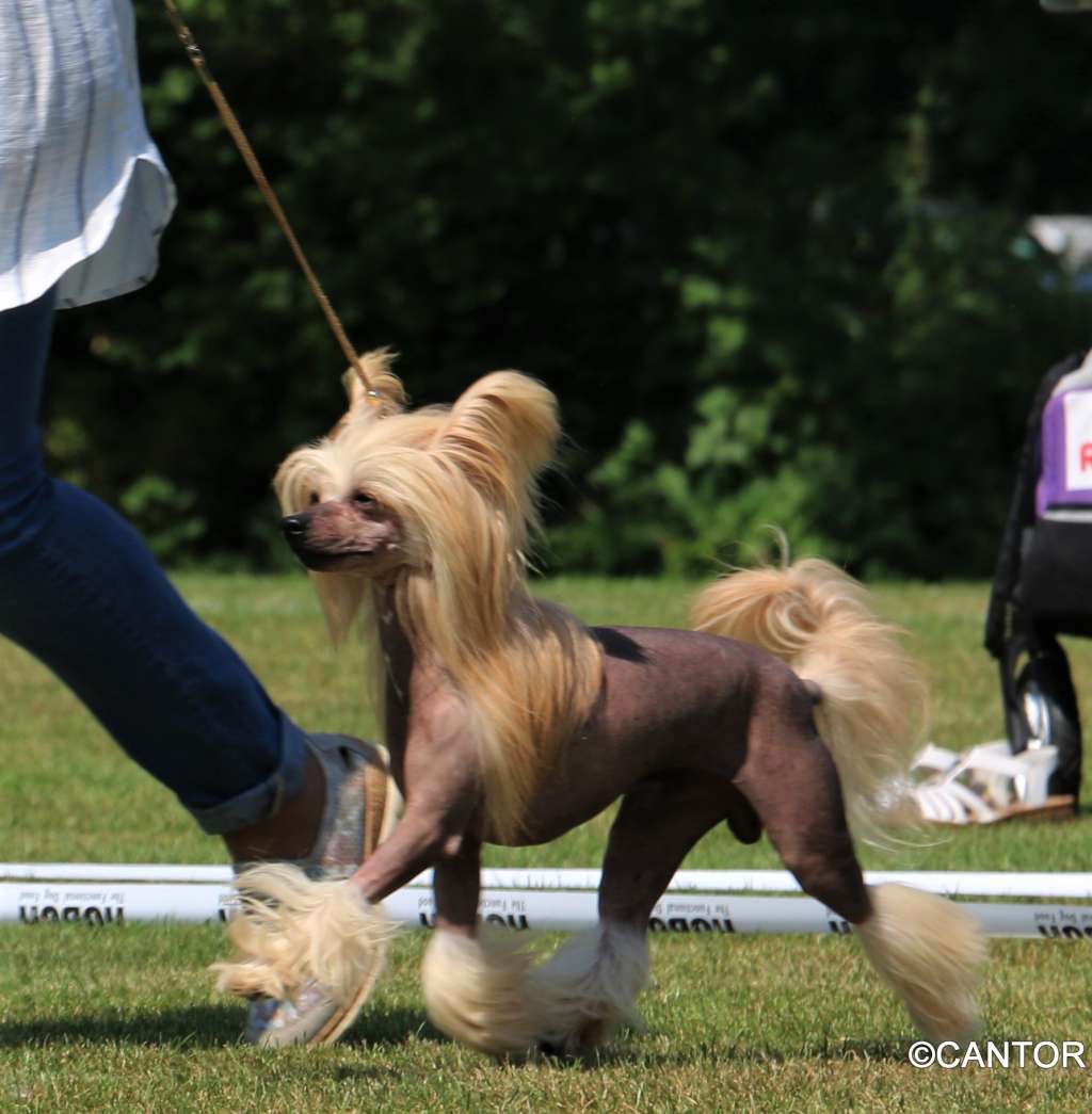 Licky Lips Irresistible Temptation