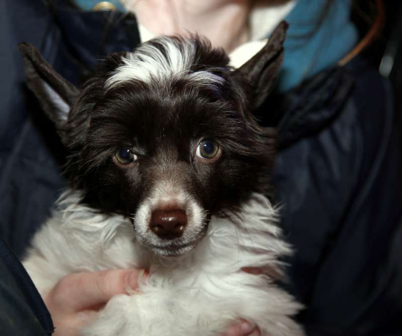 Waggingtail Celtic Rising Star Luna