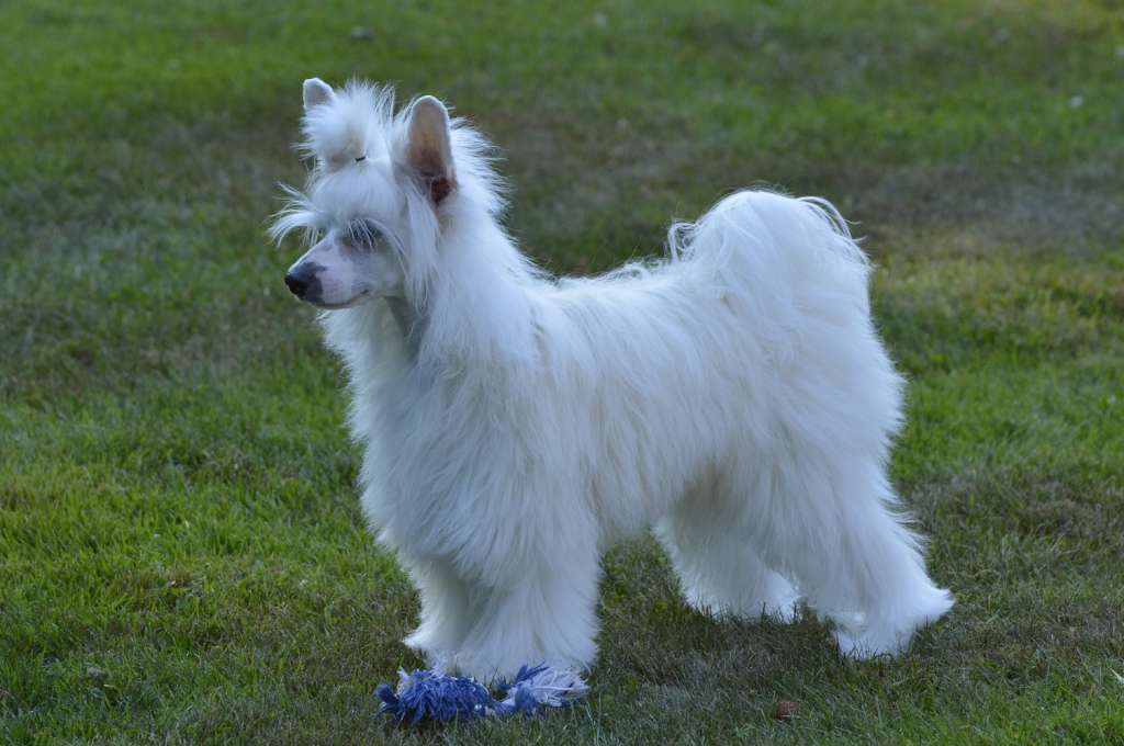 Pinky Twinky Winds Of Winter