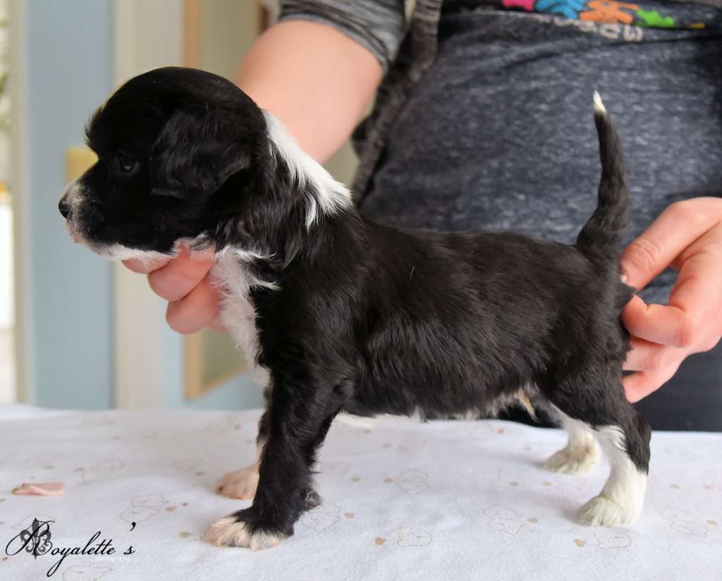 Royalette's Forbidden Fruit