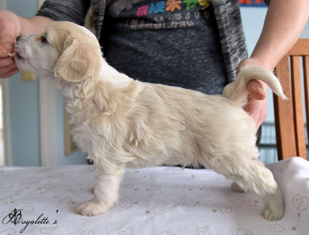 Royalette's From Sea To Shining Sea