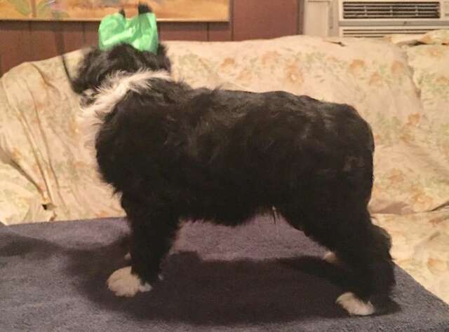 Hairicane Measured, Not Delayed