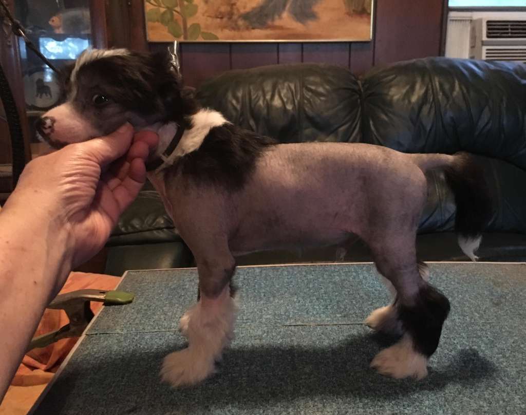 Hairicane Armed And Dangerous