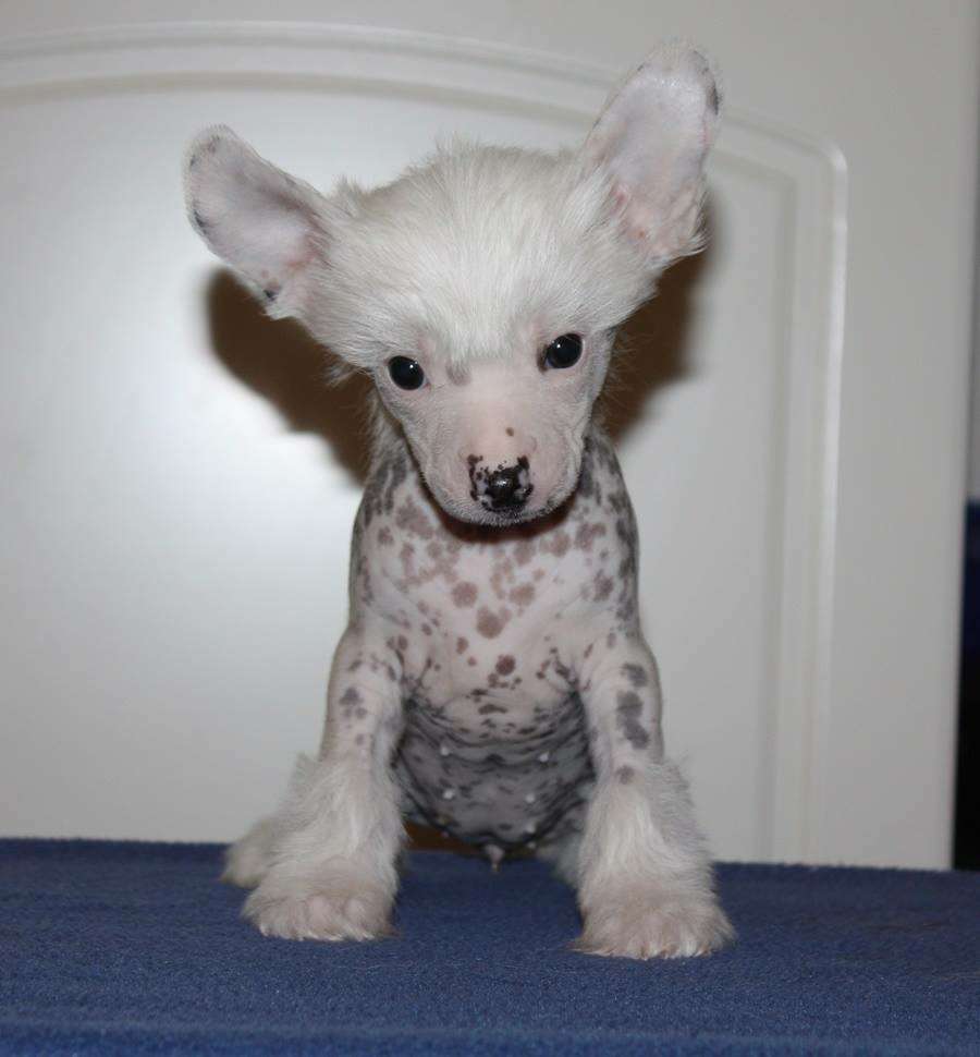 Viuvaun Do Anything You Wanna Do