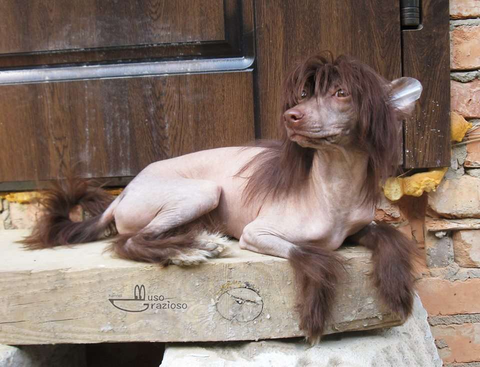 Muso Grazioso Don Juan