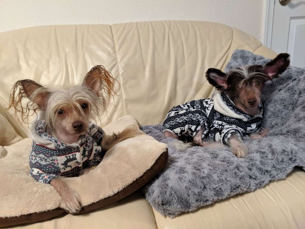 Muso Grazioso Destiny Chocolate Miracle