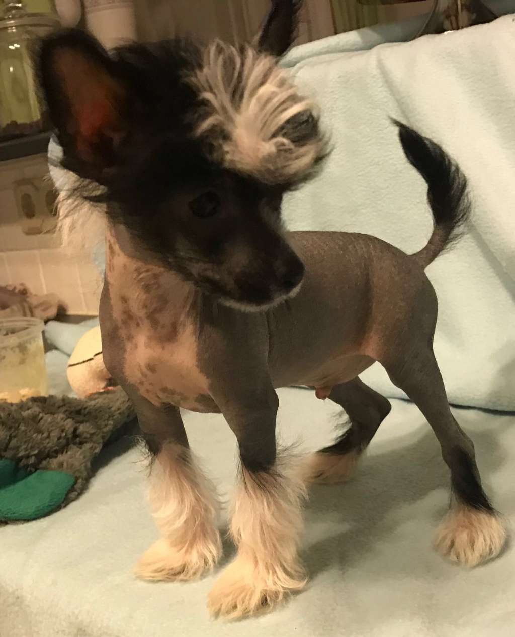 Aaron Austrian Stonefield