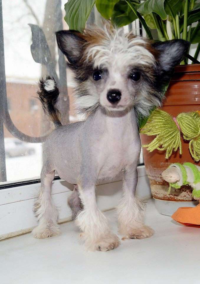 Mashama Mazi Rus Odion