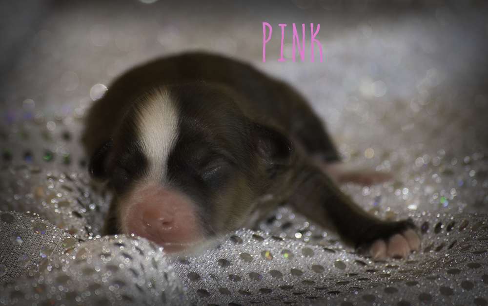 SHK9'S High Rollin With Pink Champagne