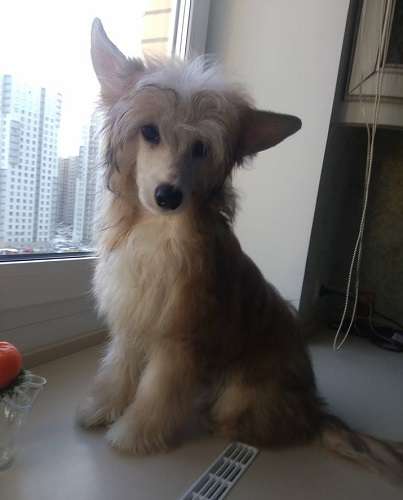 Apriori Vip Harold a Good Case