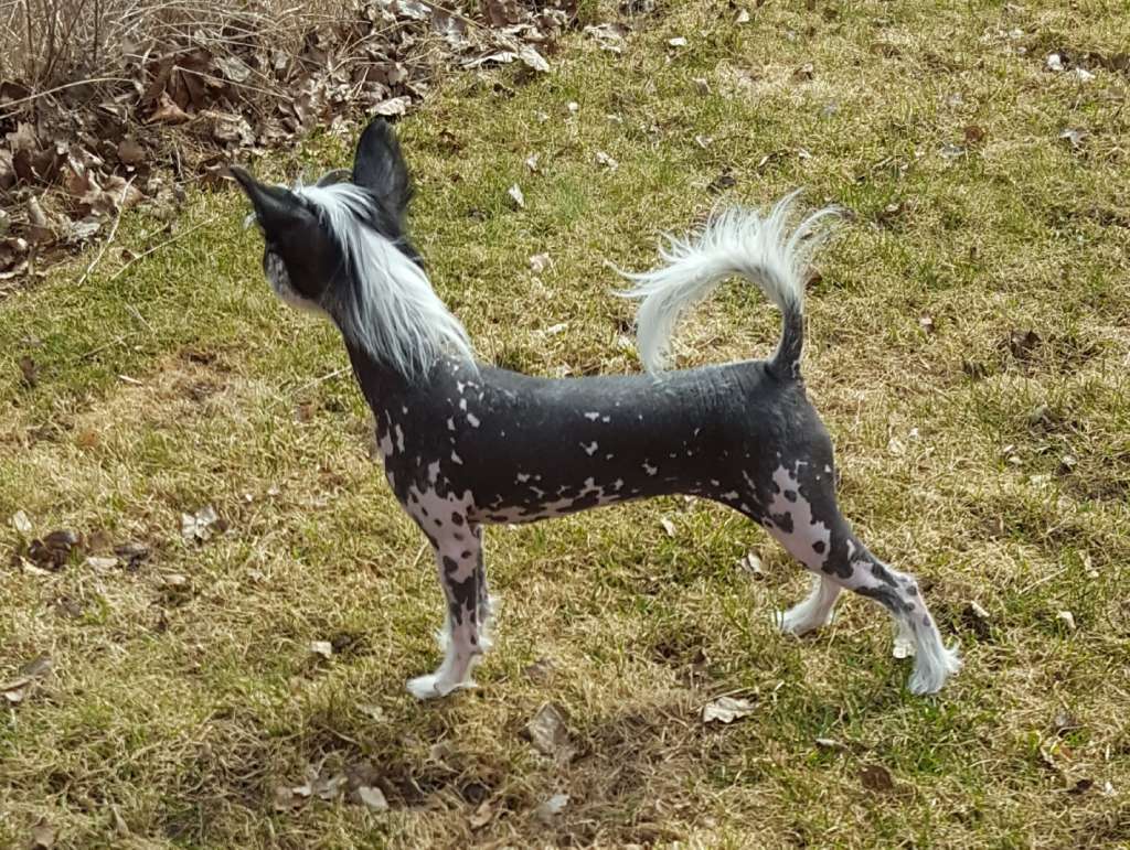 Andrakebyn's Dream Girl Dinah Drake