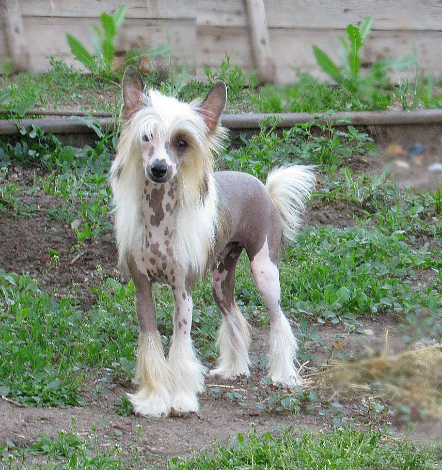 Naimuluna Line Deyeron