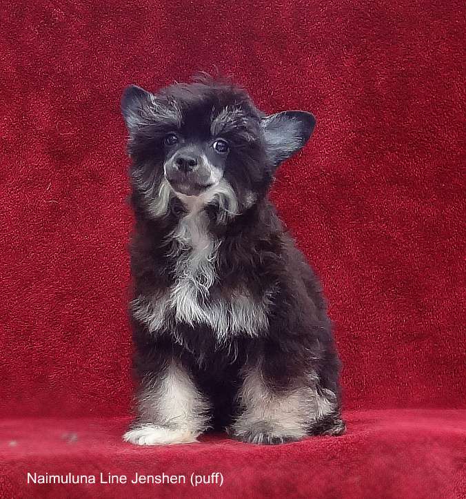 Naimuluna Line Zhen - Shen (puff)