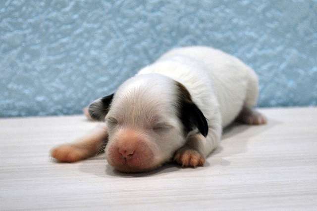 Ksolo Club Baahubali