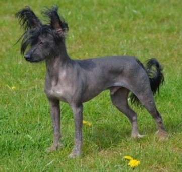 Konishiki Billy Fury