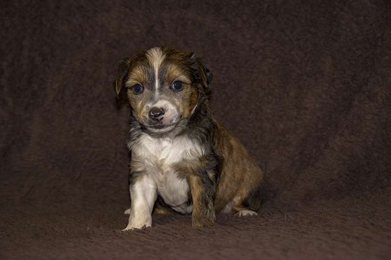 Diamanti Della Vita Crazy Love