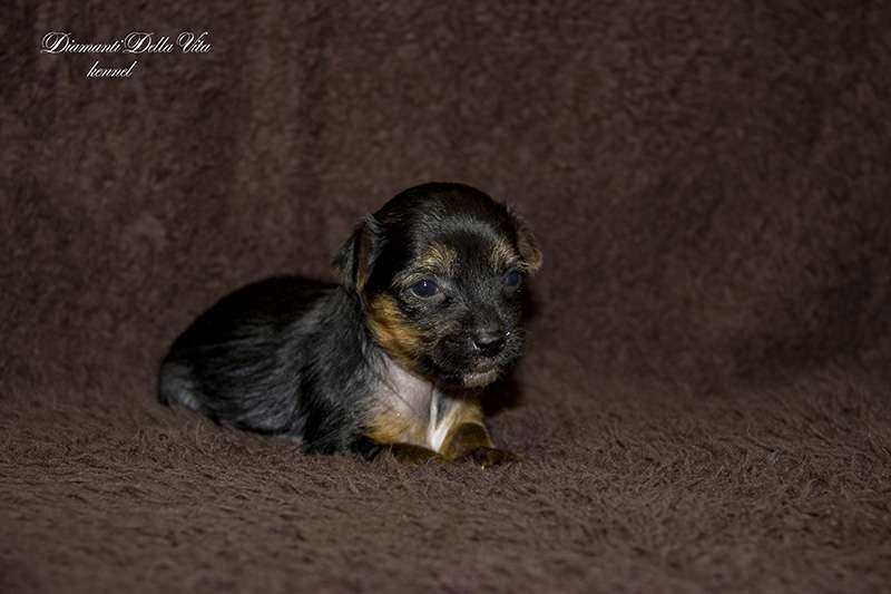 Diamanti Della Vita Lucent Star