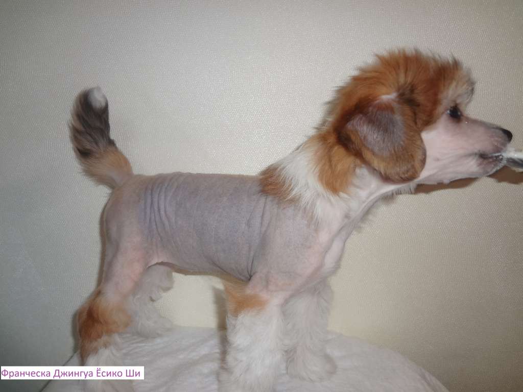 Francheska Dzhingua Esiko Shi