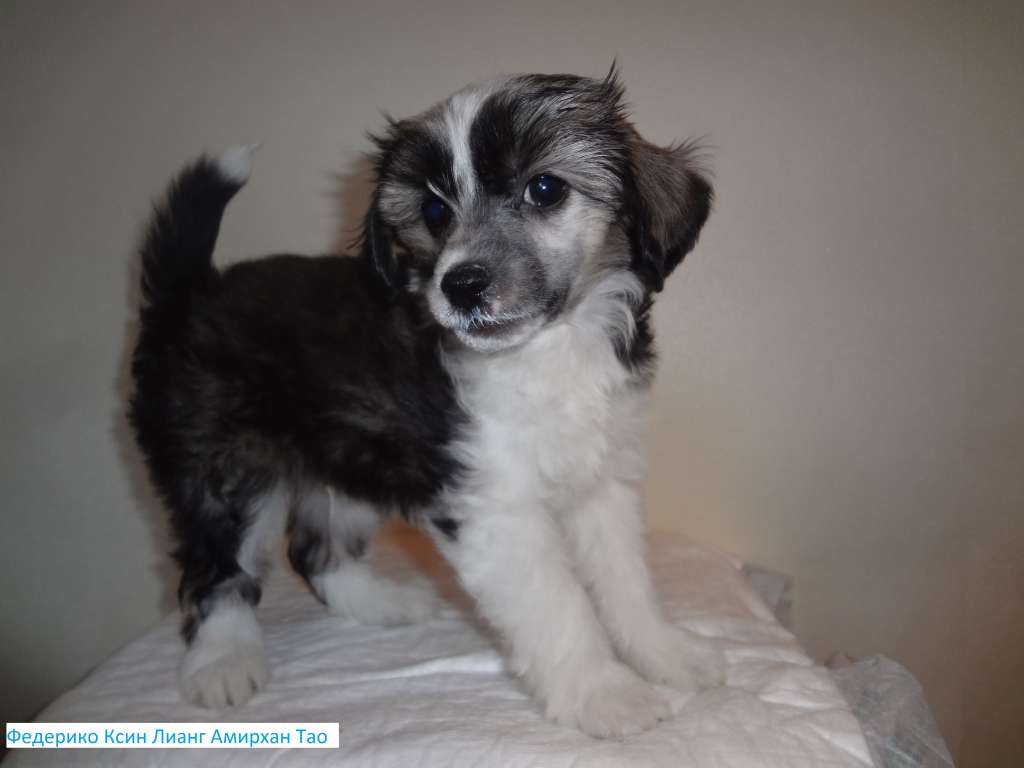 Federiko Ksin Liang Amirkhan