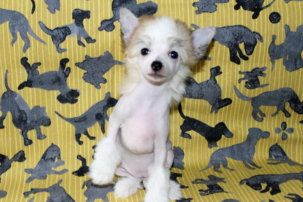 De Cabanelas Blitzen