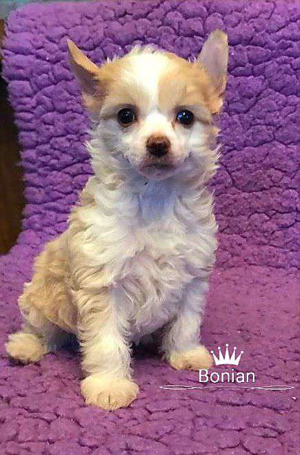 Bonian the Bushwalker