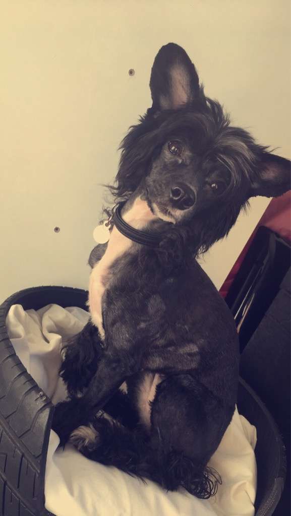 Maximilla's Don't Push Me