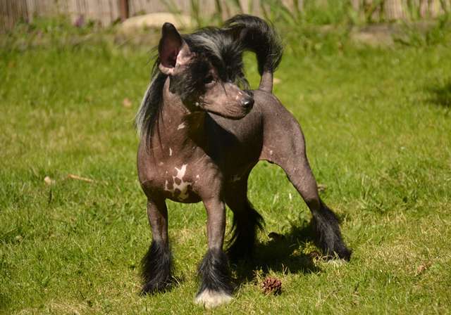 Golden Diamond Cresteds Brother Joy