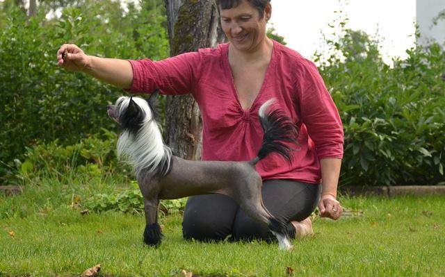 Golden Diamond Cresteds Bluebell