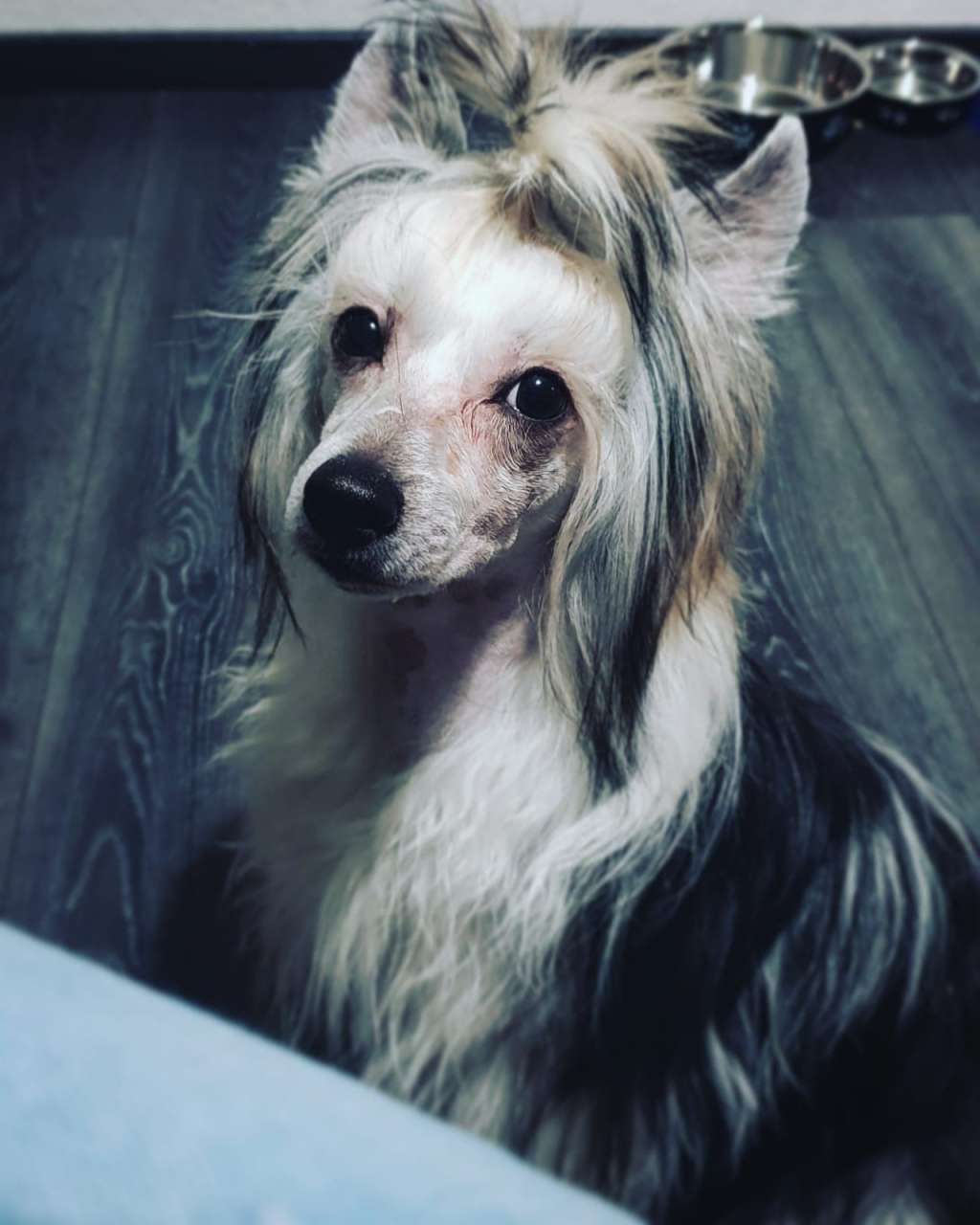 Basco Beautiful Story FCI