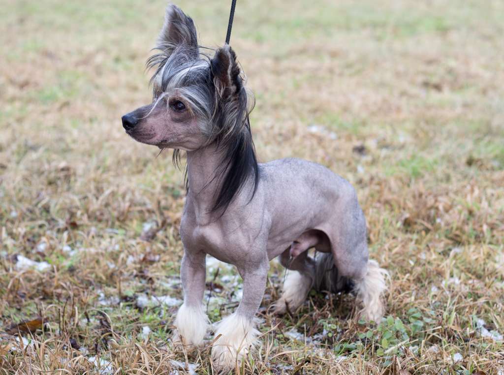 Boss Beautiful Story FCI