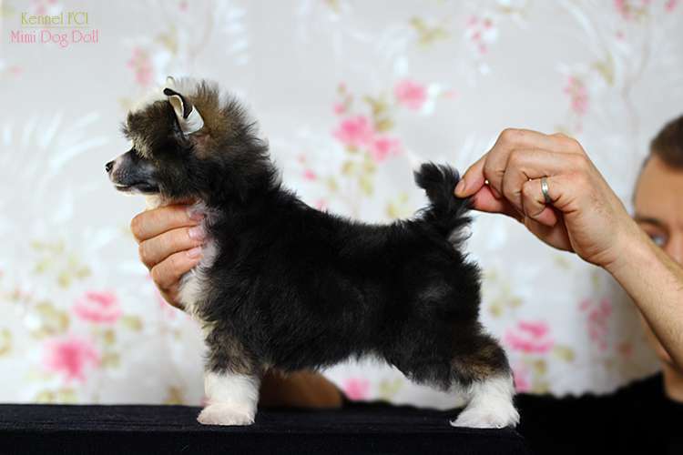 Mimi Dog Doll Gingus