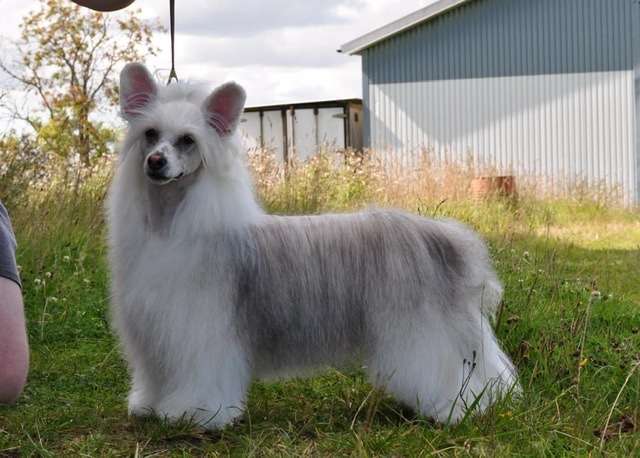 Speechless Va Va Voom