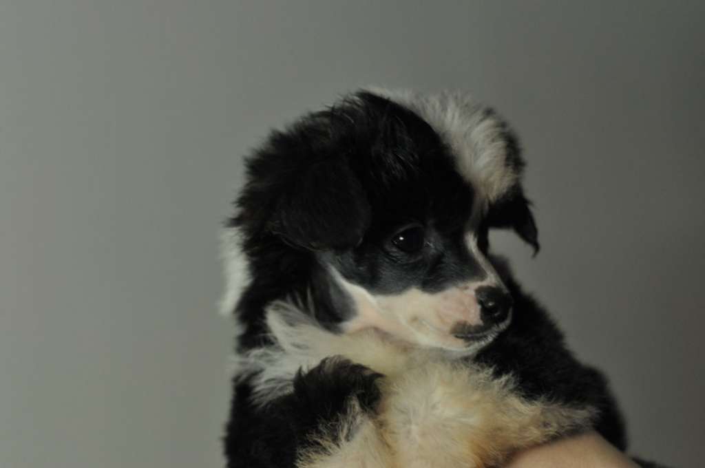 Speechless Girls Fall Like Dominoes