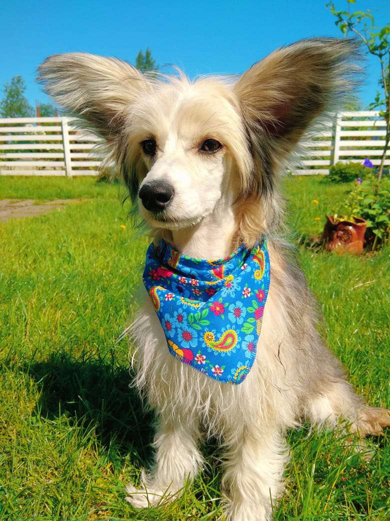 Kovimoti Barny Teddibear