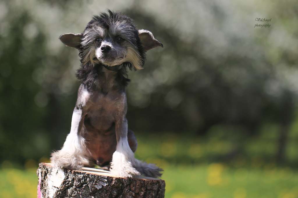 Volangel Diamond King