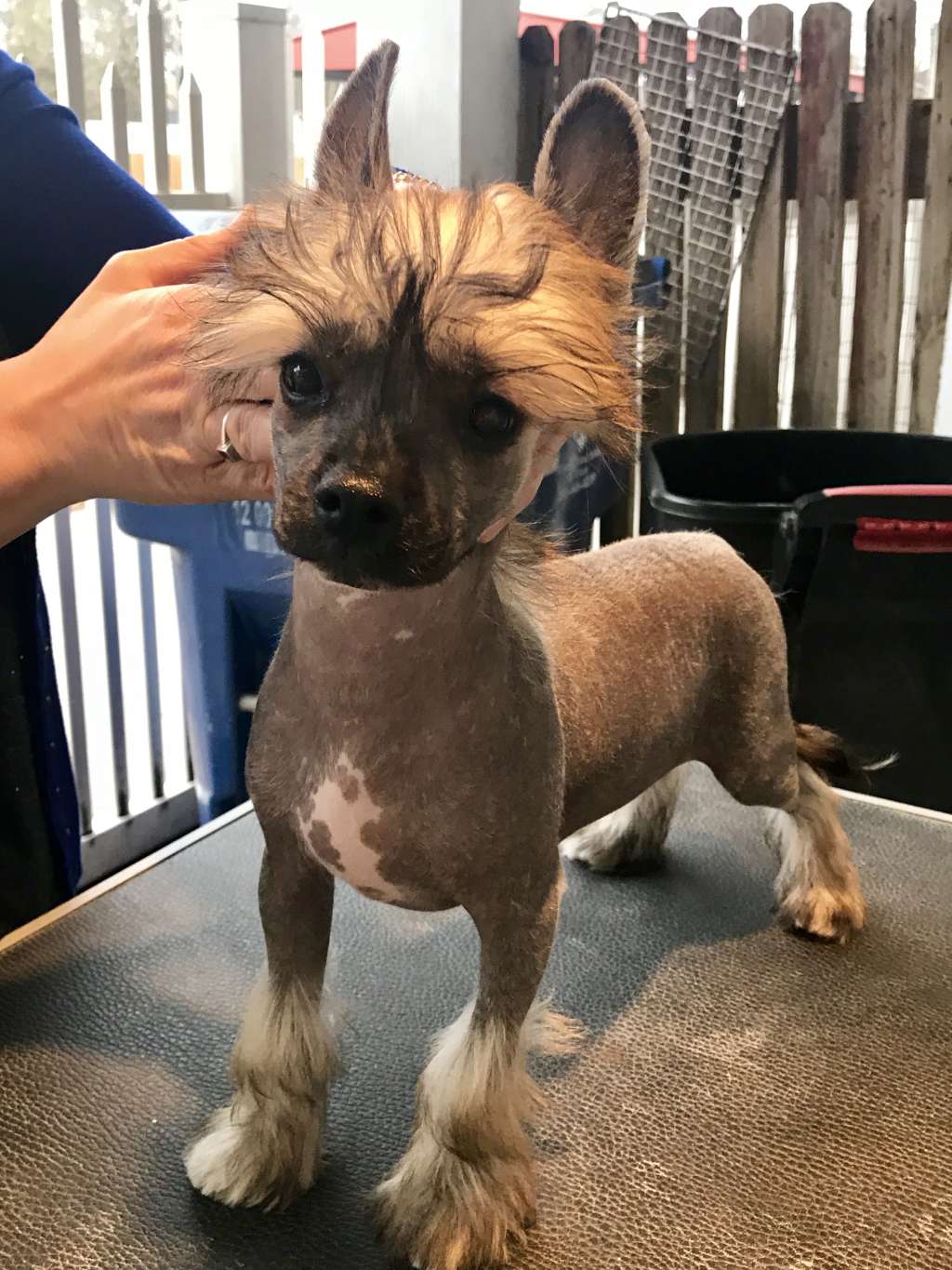 Cabaret Dasha Just The Way You Are