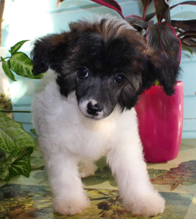 Angel O' Check Cara-Cum