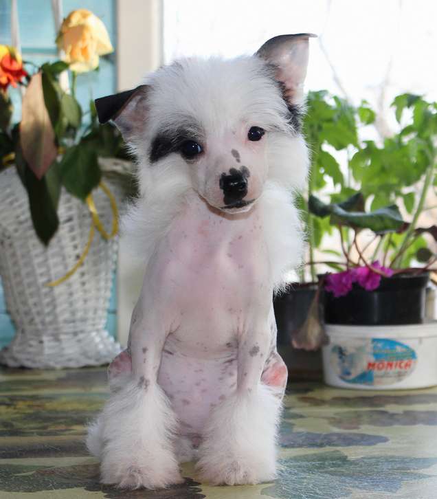 Angel O' Check Coroleva Margo