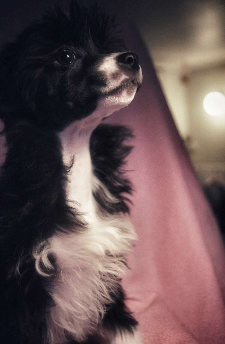 Myrnas Mignon Étoile Beautiful Day