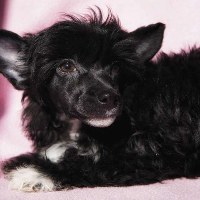 Myrnas Mignon Étoile Beautiful Dark