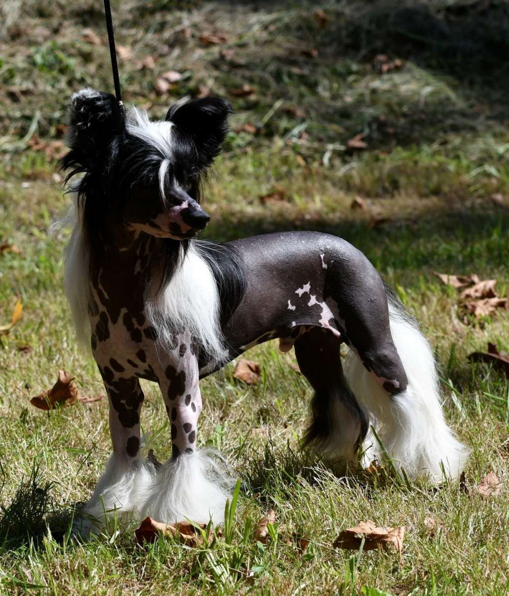 Little Dog Of Dream Nuage d'Eclairs