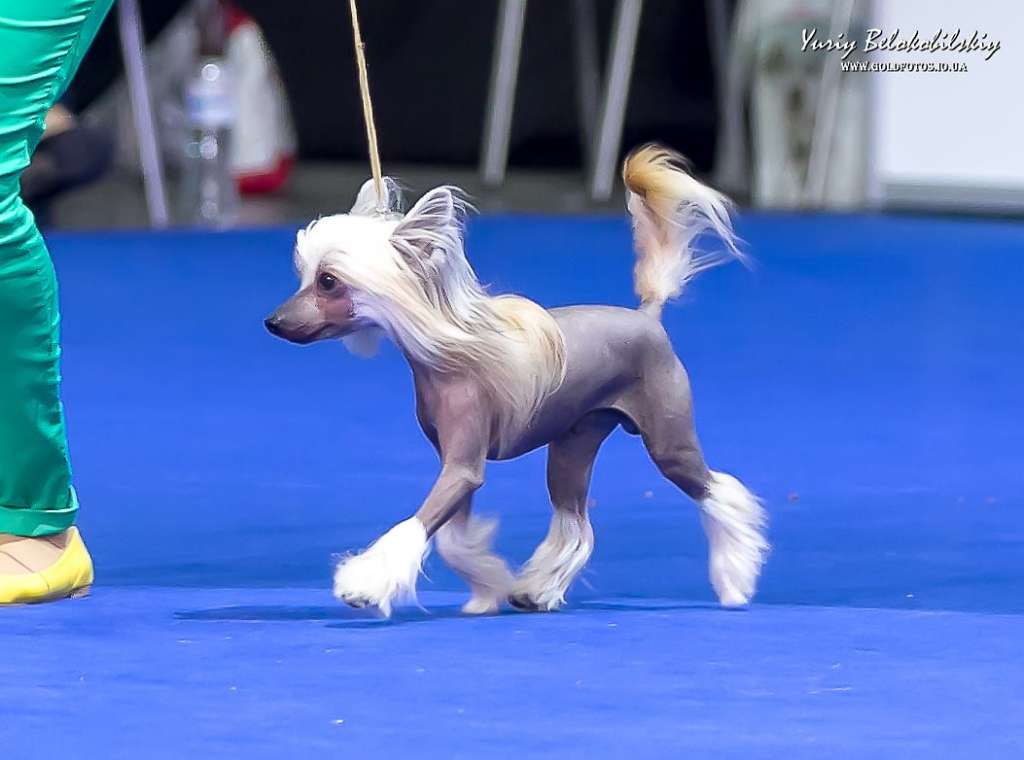 Fresh Planet Of Dream